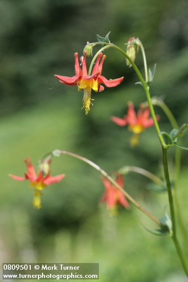 Aquilegia formosa