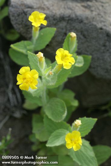 Mimulus moschatus