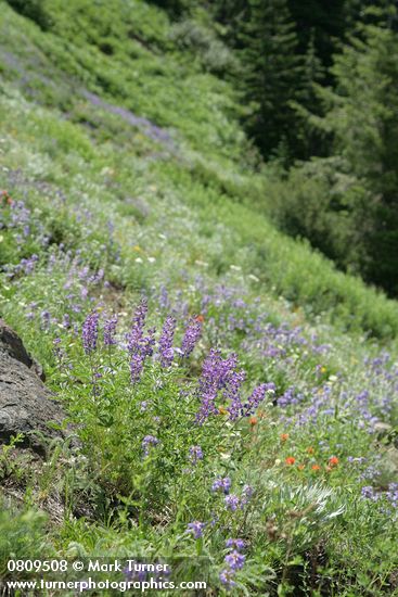 Lupinus arbustus (L. laxiflorus)