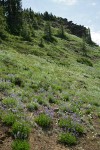 Small-flowered Penstemon in xeric meadow w/ Subalpine Mariposa Lilies