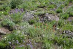 Small-flowered Penstemon in xeric meadow w/ Subalpine Mariposa Lilies, Harsh Paintbrush, Western Blue Flax