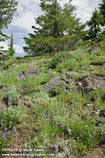 Penstemon procerus; Calochortus subalpinus; Castilleja hispida; Linum lewisii; Lupinus arbustus (L. laxiflorus)