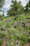 Small-flowered Penstemon in xeric meadow w/ Subalpine Mariposa Lilies, Harsh Paintbrush, Western Blue Flax, Spurred Luines
