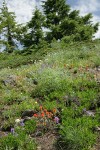 Harsh Paintbrush, Small-flowered Penstemon in xeric meadow