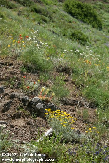 Eriophyllum lanatum; Castilleja hispida; Sedum oreganum; Achillea millefolium; Penstemon procerus