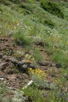 Harsh Paintbrush, Oregon Stonecrop, Small-flowered Penstemon, Yarrow in xeric meadow