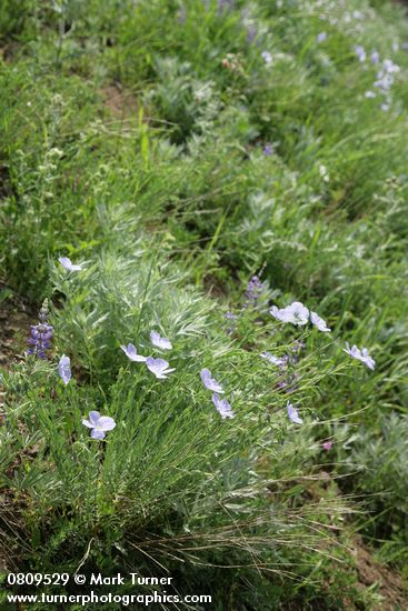 Linum lewisii