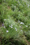 Western Blue Flax