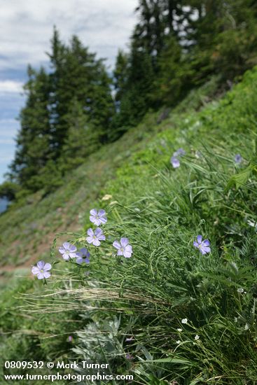 Linum lewisii