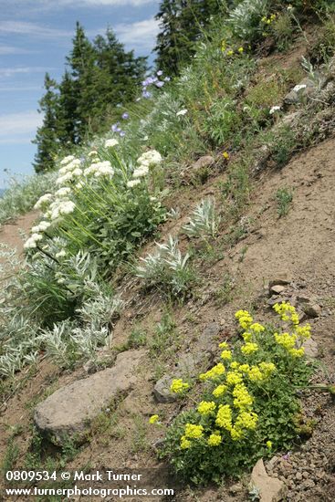 Eriogonum umbellatum; E. compositum