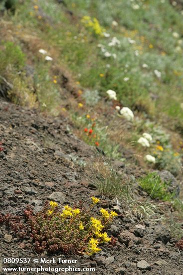 Sedum divergens