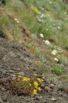 Spreading Stonecrop in steep hillside xeric meadow