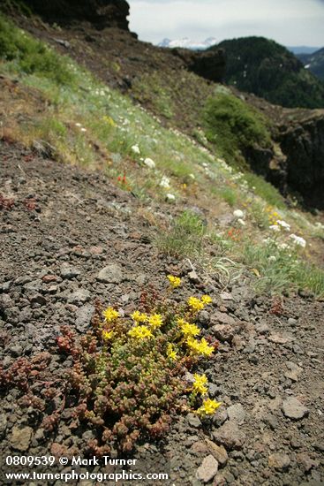 Sedum divergens