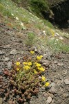 Spreading Stonecrop in xeric meadow