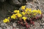 Spreading Stonecrop