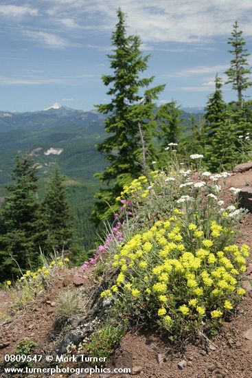 Eriogonum umbellatum; Achillea millefolium; Penstemon rupicola; Saxifraga bronchialis