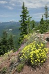 Sulphur Buckwheat, Yarrow, Rock Penstemon, Spotted Saxifrage on rocky cliff w/ mountains bkgnd