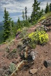 Sulphur Buckwheat, Yarrow, Rock Penstemon, Spotted Saxifrage on rocky cliff