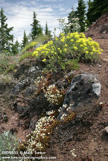 Saxifraga bronchialis; Eriogonum umbellatum; Achillea millefolium