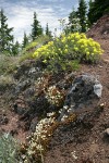 Spotted Saxifrage, Sulphur Buckwheat, Yarrow on rocky cliff