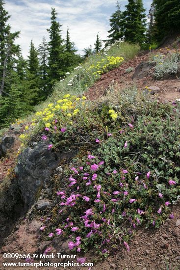 Penstemon rupicola; Eriogonum umbellatum