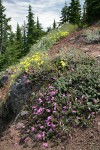 Rock Penstemon, Sulphur Buckwheat on rocky cliff