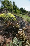 Spotted Saxifrage, Sulphur Buckwheat, Yarrow on rocky cliff