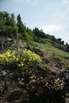 Spotted Saxifrage, Sulphur Buckwheat, Yarrow on rocky cliff