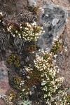 Spotted Saxifrage