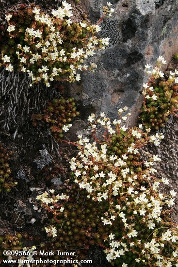 Saxifraga bronchialis