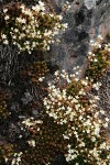 Spotted Saxifrage