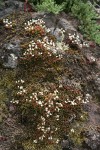 Spotted Saxifrage