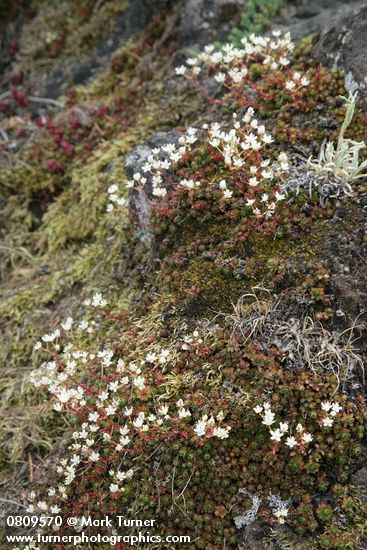 Saxifraga bronchialis