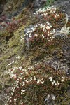 Spotted Saxifrage