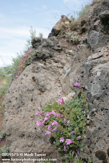 Penstemon rupicola