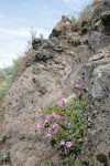 Rock Penstemon