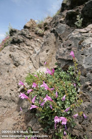 Penstemon rupicola