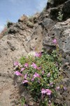 Rock Penstemon