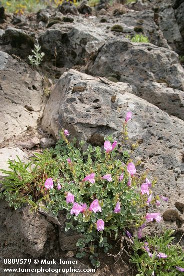 Penstemon rupicola