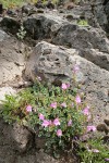 Rock Penstemon