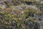 Spotted Saxifrage, Rock Penstemon on cliff