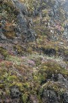 Spotted Saxifrage, Rock Penstemon on cliff