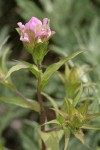 Mountain Owl's Clover