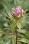 Mountain Owl's Clover