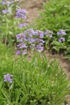 Small-flowered Penstemon