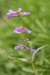 Small-flowered Penstemon blossoms