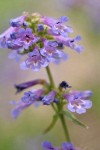 Small-flowered Penstemon blossoms detail