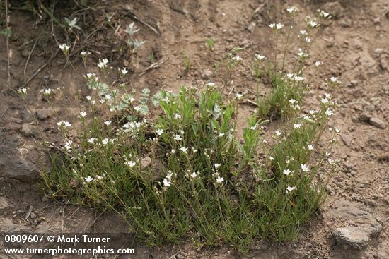 Arenaria capillaris