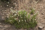 Mountain Sandwort