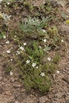 Mountain Sandwort